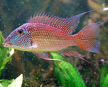 Whitespotted Geophagus