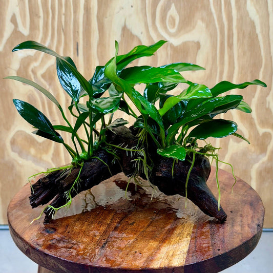 Driftwood with attached plants