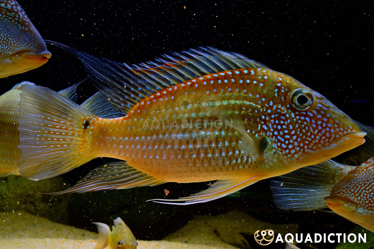 Whitespotted Geophagus