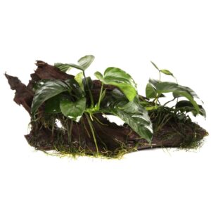 Driftwood with attached plants