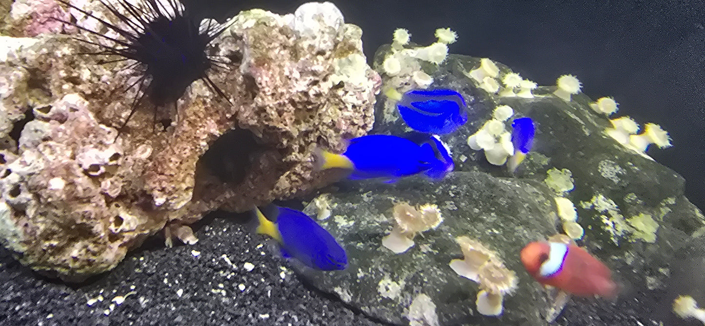 Damsel yellow tail blue