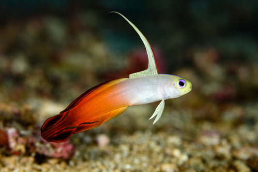 Fire goby