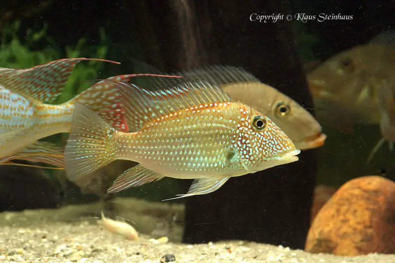 Whitespotted Geophagus