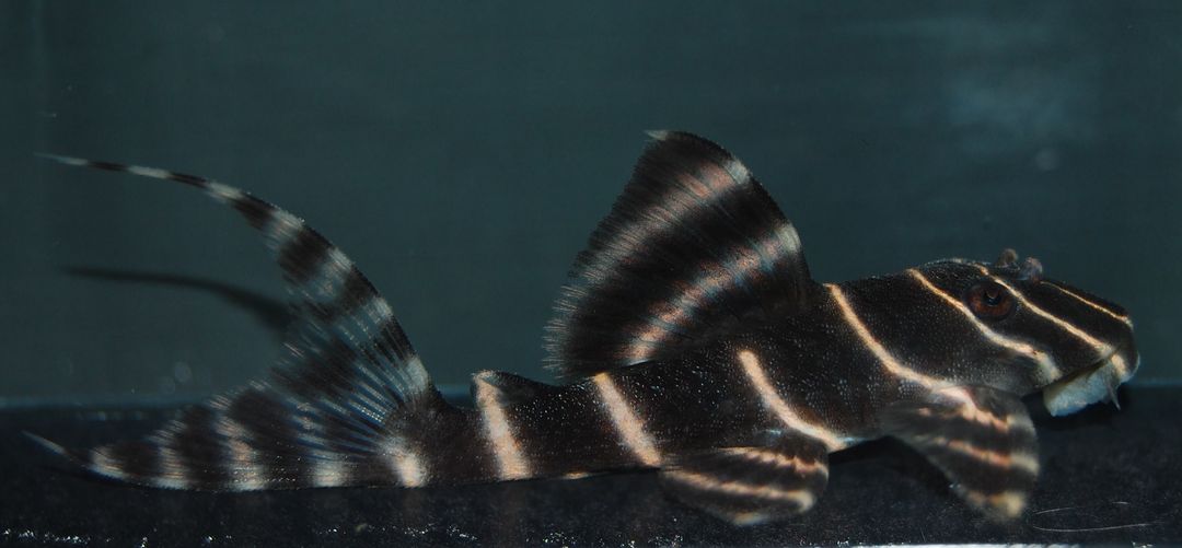 Fancy L pleco