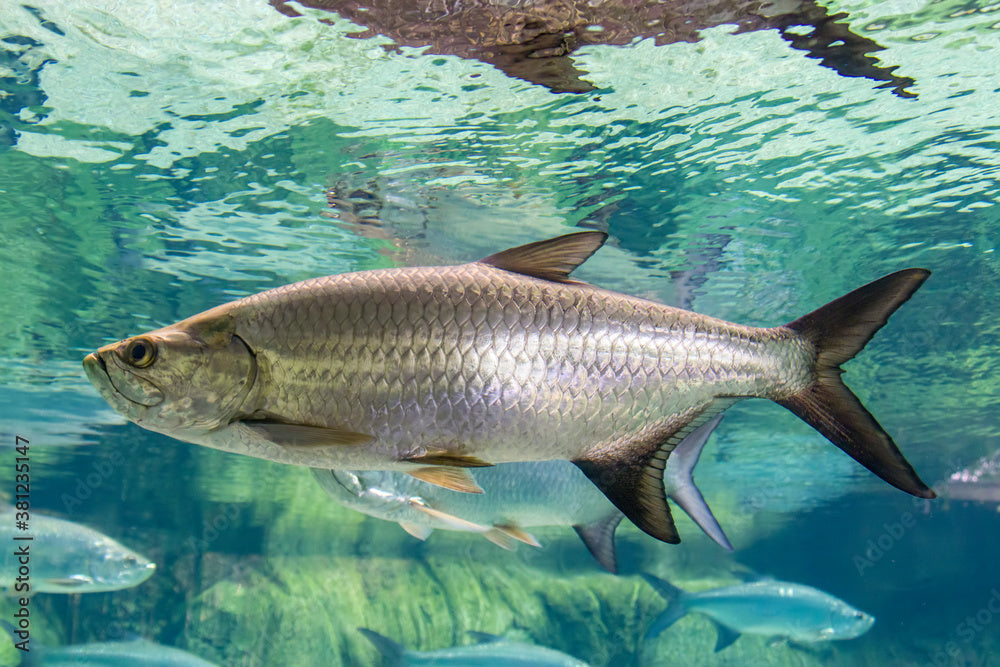 Tarpons