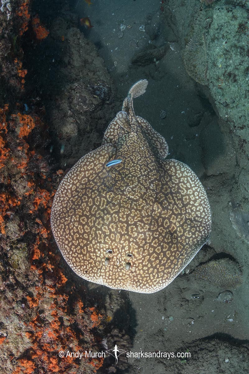 Marbled torpedo electric ray