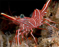 Shrimp peppermint