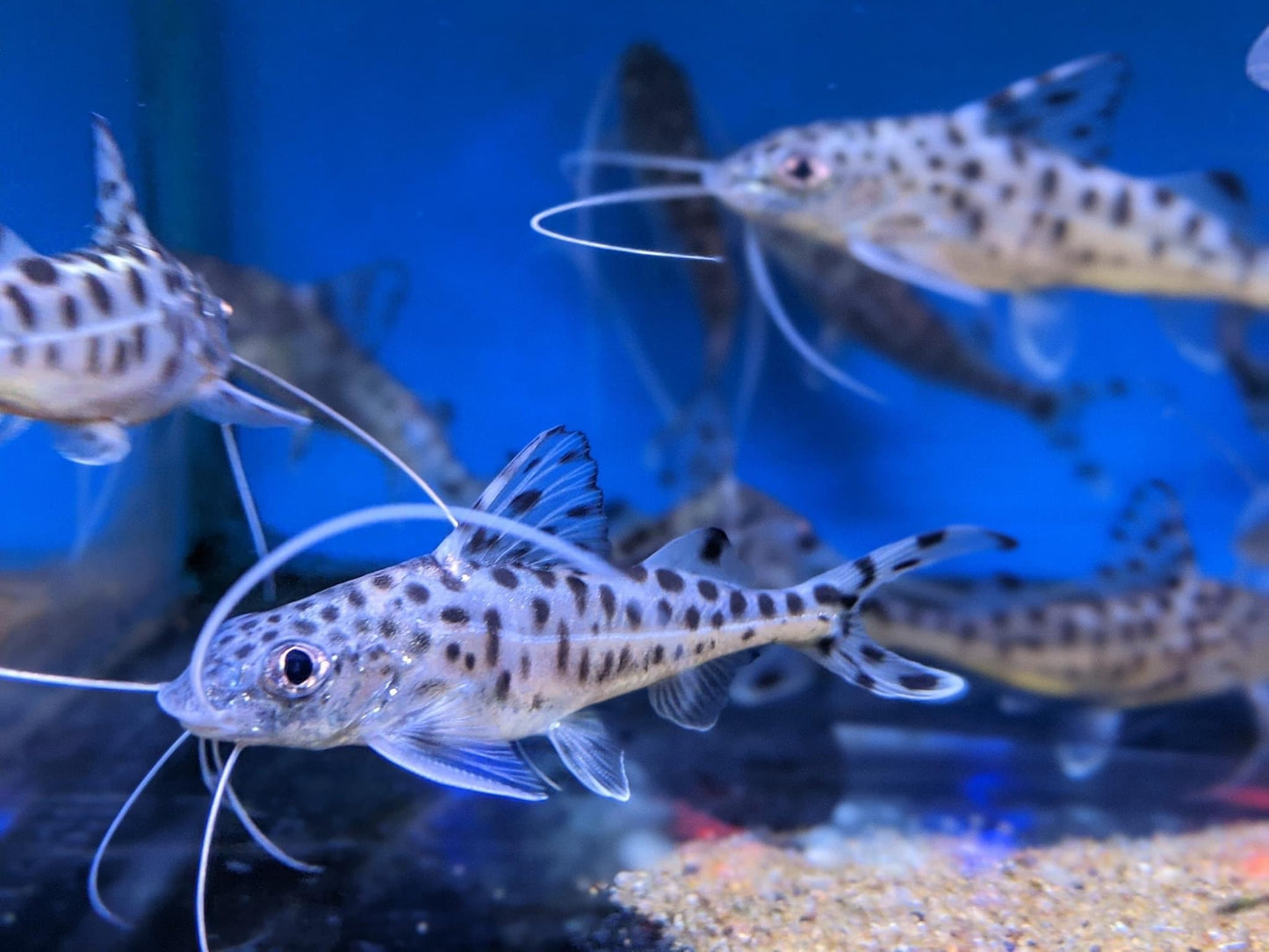 Pictus catfish