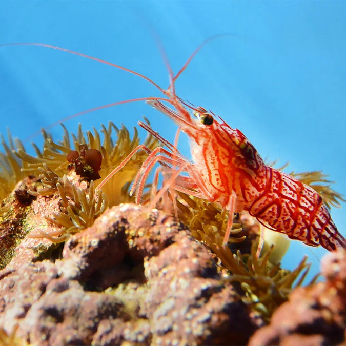 Shrimp peppermint