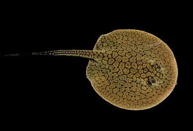 Teacup stingray