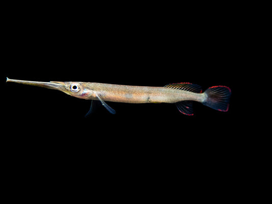 halfbeak Gar assorted