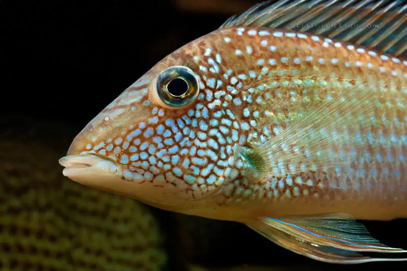 Whitespotted Geophagus