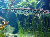 Spotted gar