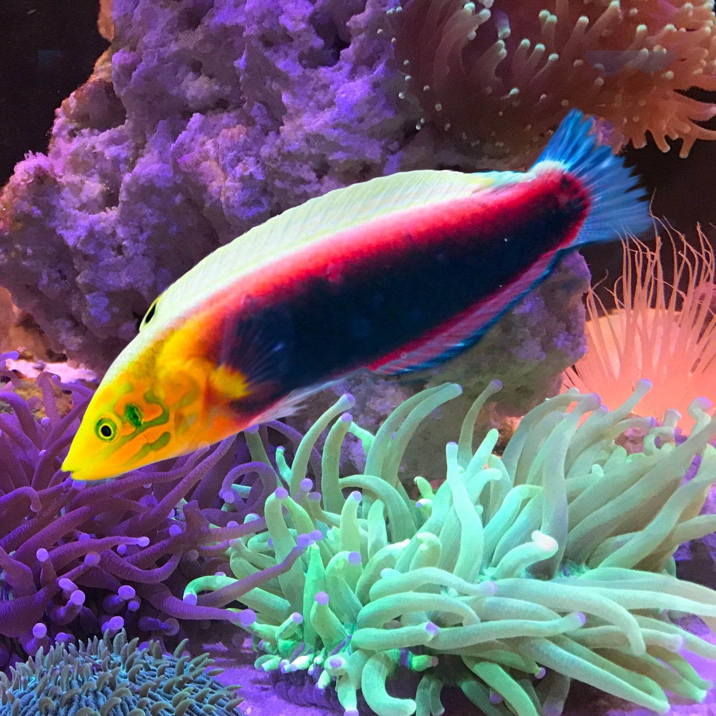 Wrasse radiant
