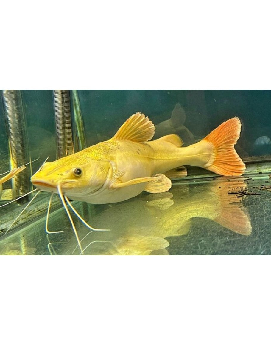Platinum Redtail Catfish