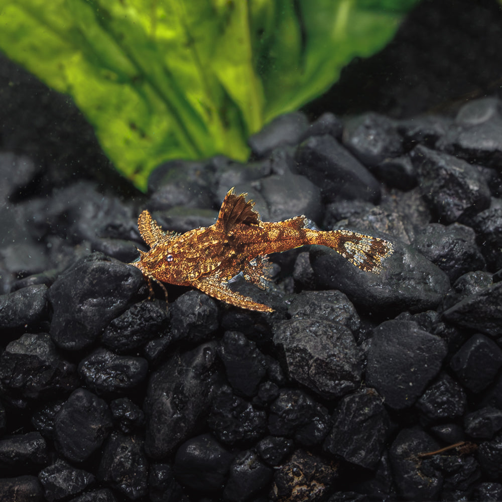 Dwarf anchor catfish