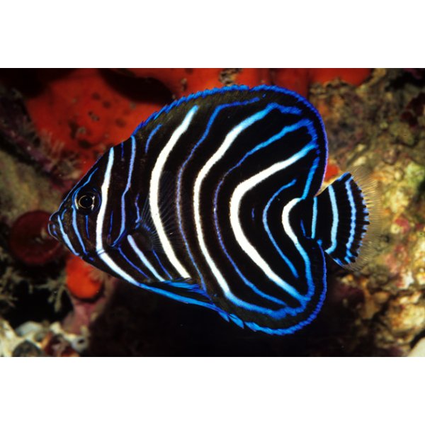 Koran angelfish