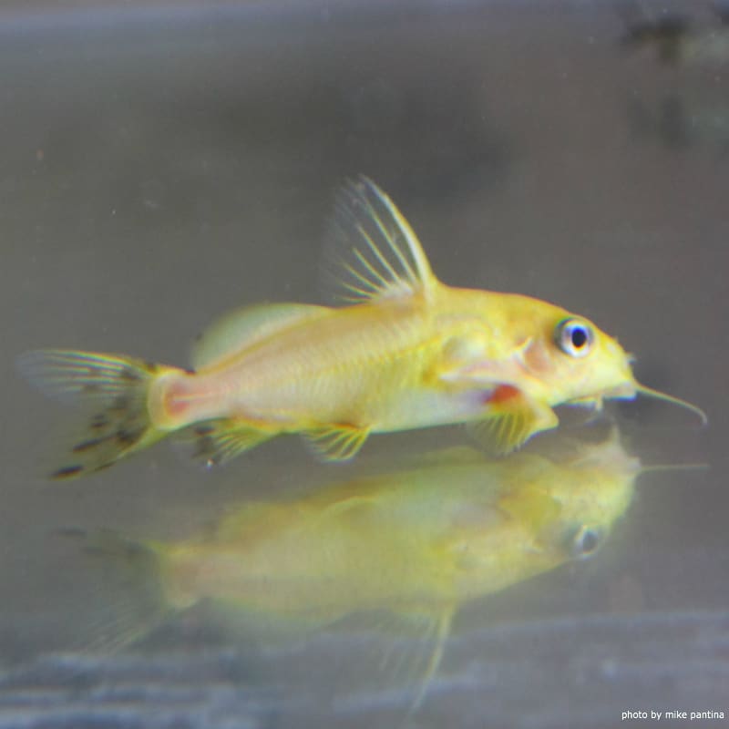 Hybrid Synodontis catfish