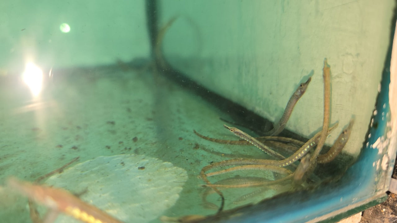 Freshwater seahorses