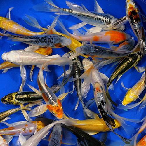 Butterfly Koi mix