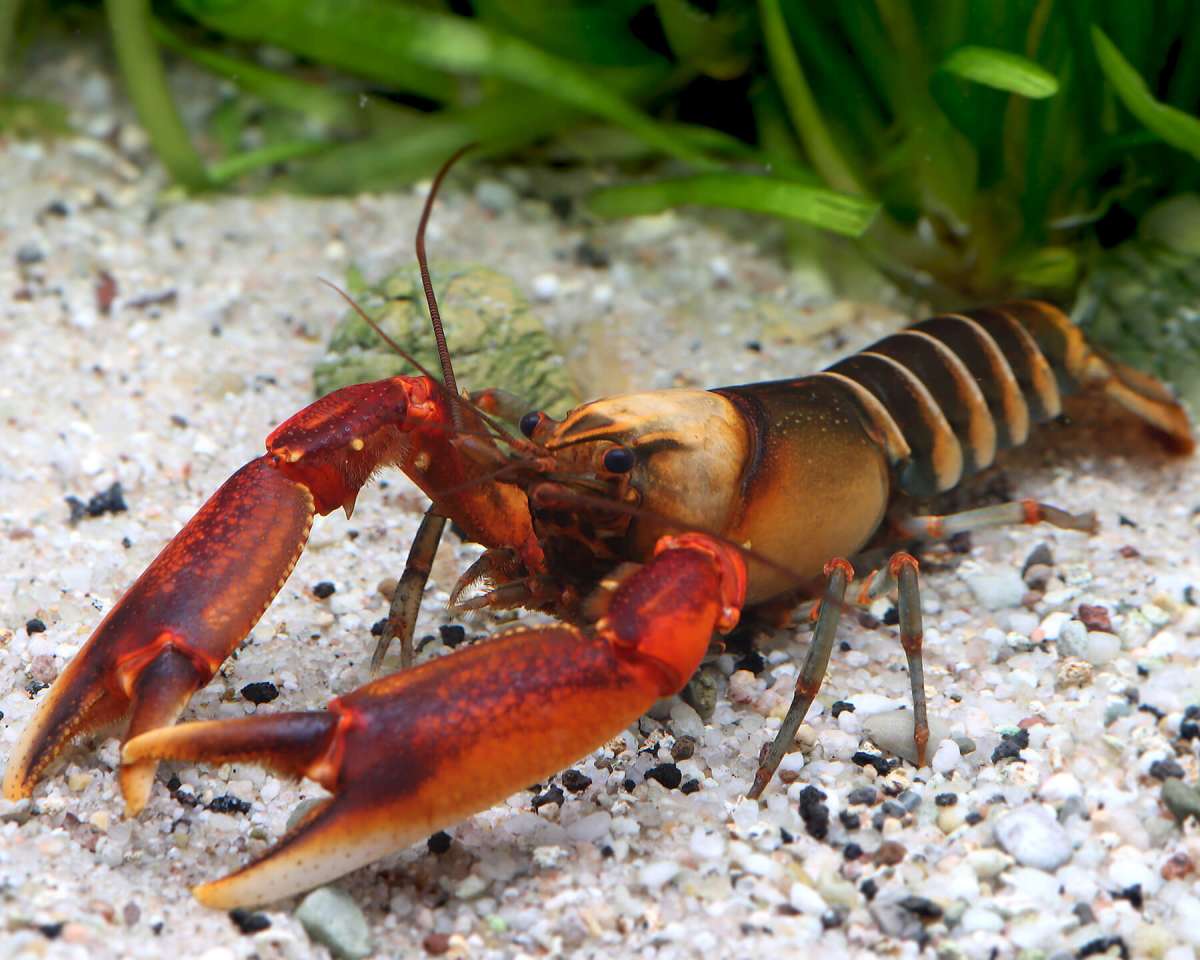 Rare lobsters