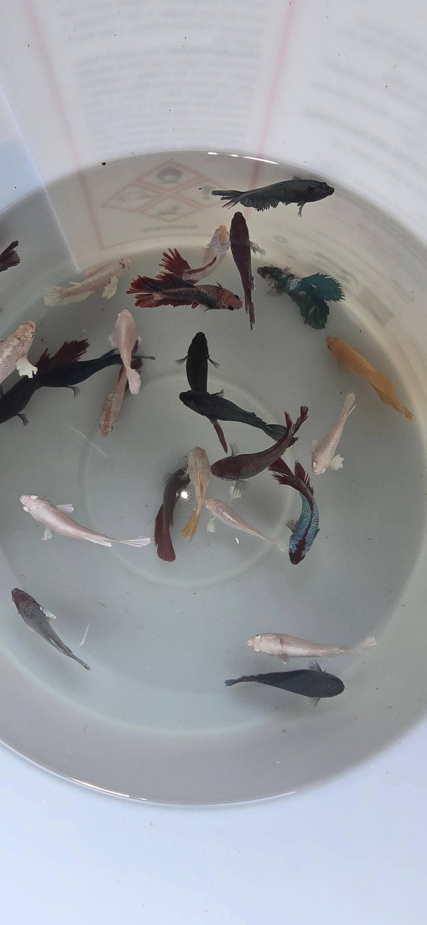 Betta females exotic