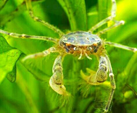 Thai micro crab