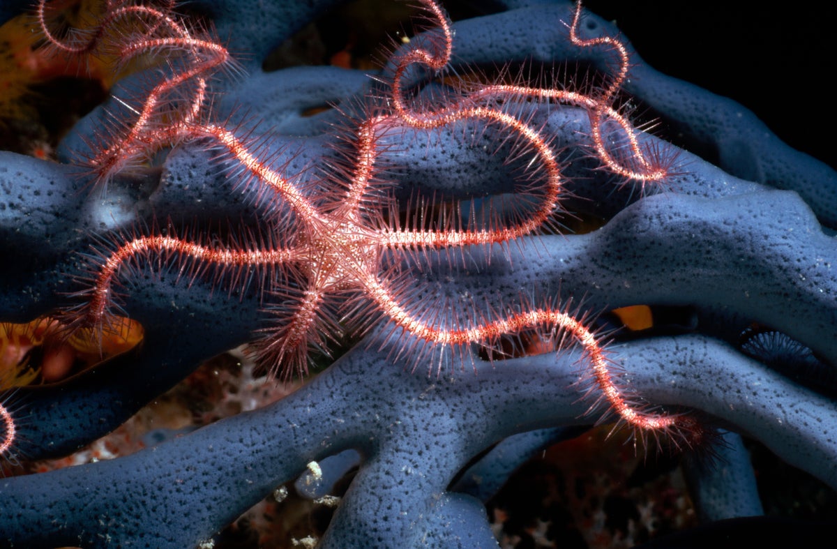 Starfish brittle