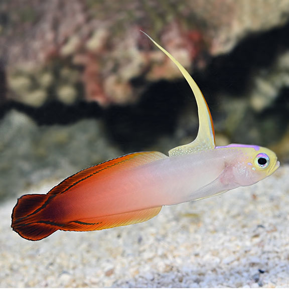 Fire goby