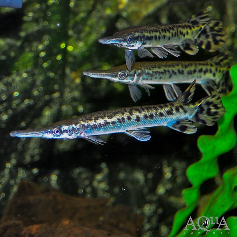 Alligator Gar