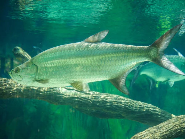 Tarpons