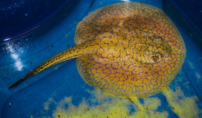 Teacup stingray