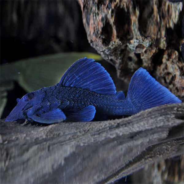 Fancy L pleco