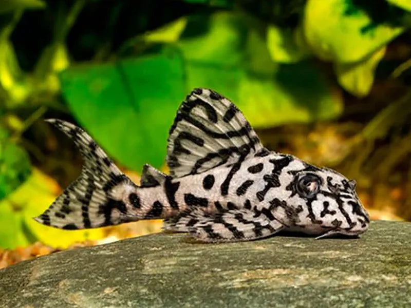 Fancy L pleco