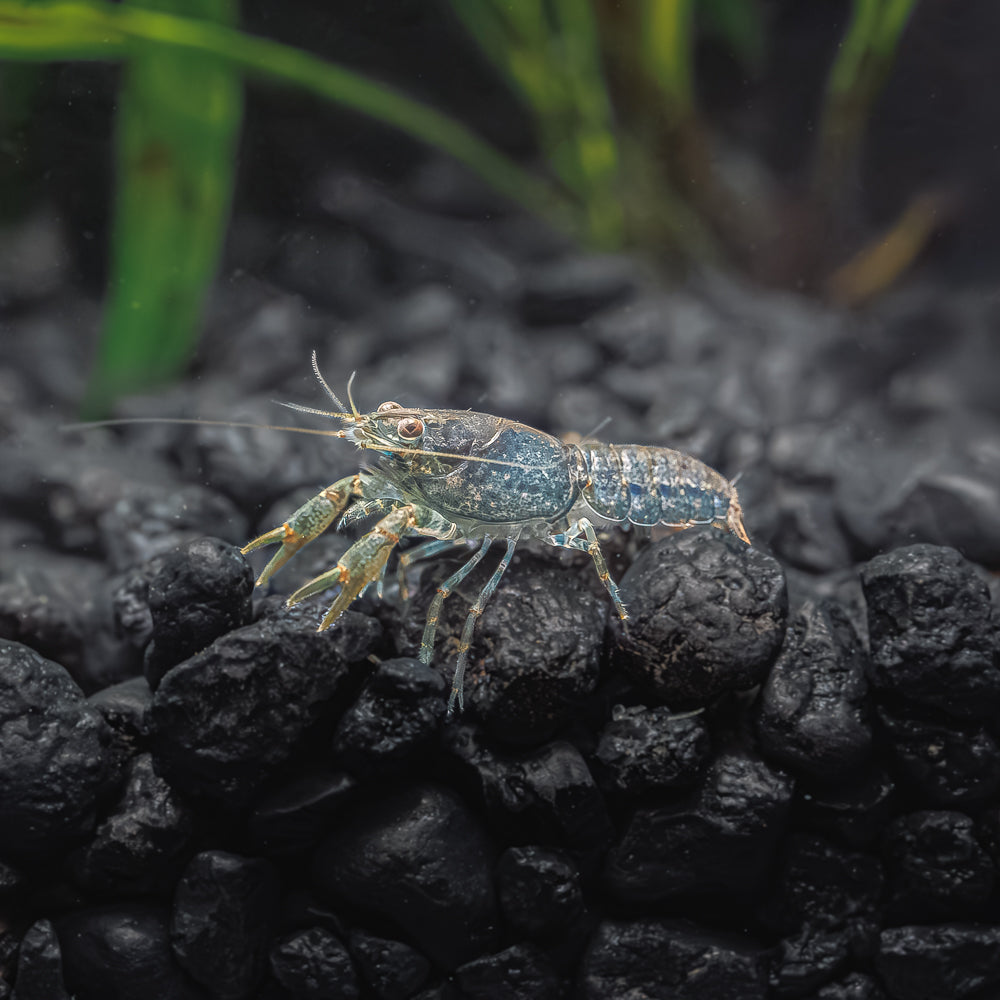 Mexican dwarf crayfish