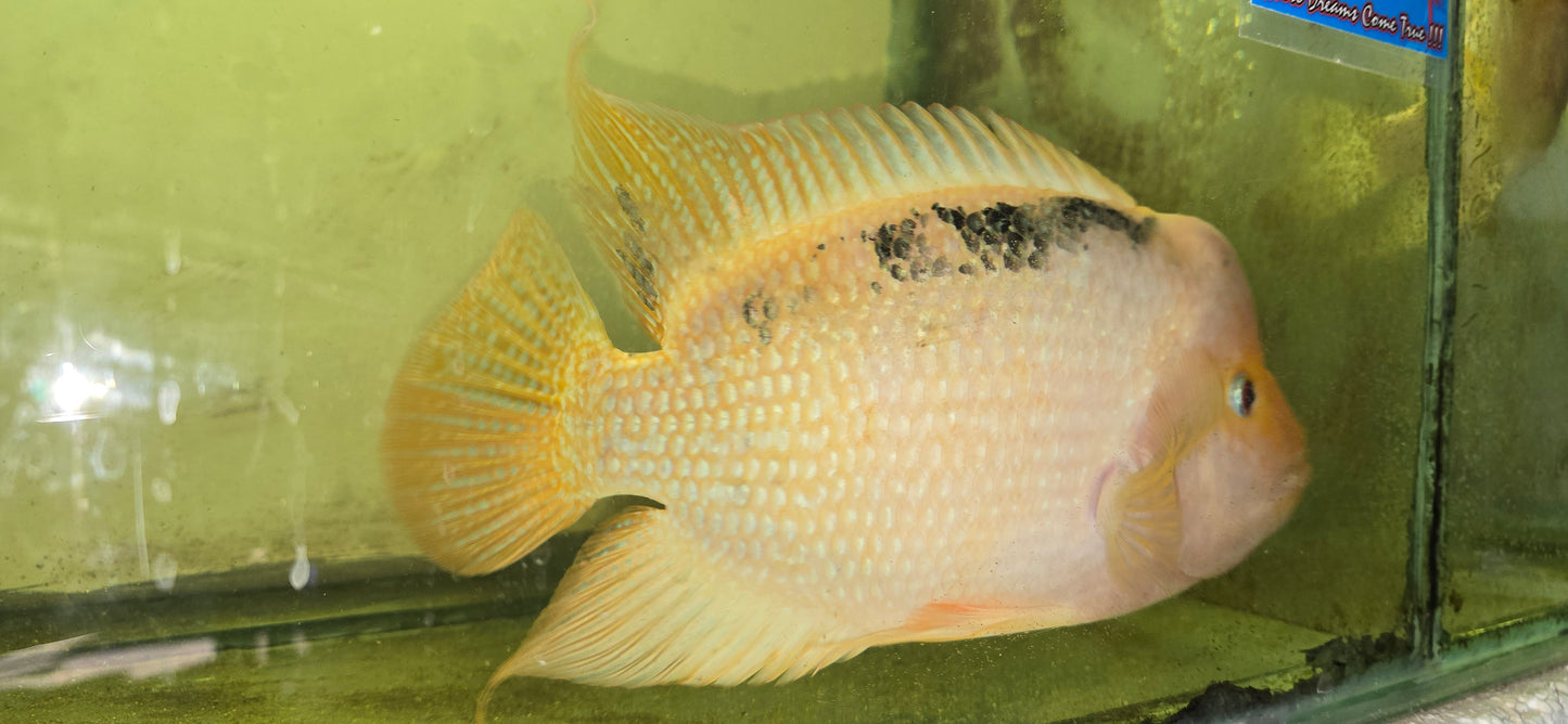 Fader flowerhorn