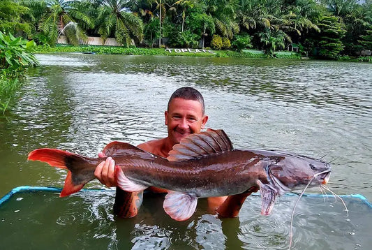 Asain redtail catfish