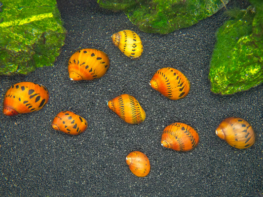 Nitrite snail