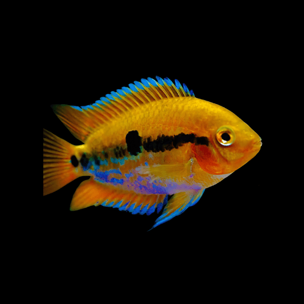 Rainbow cichlid