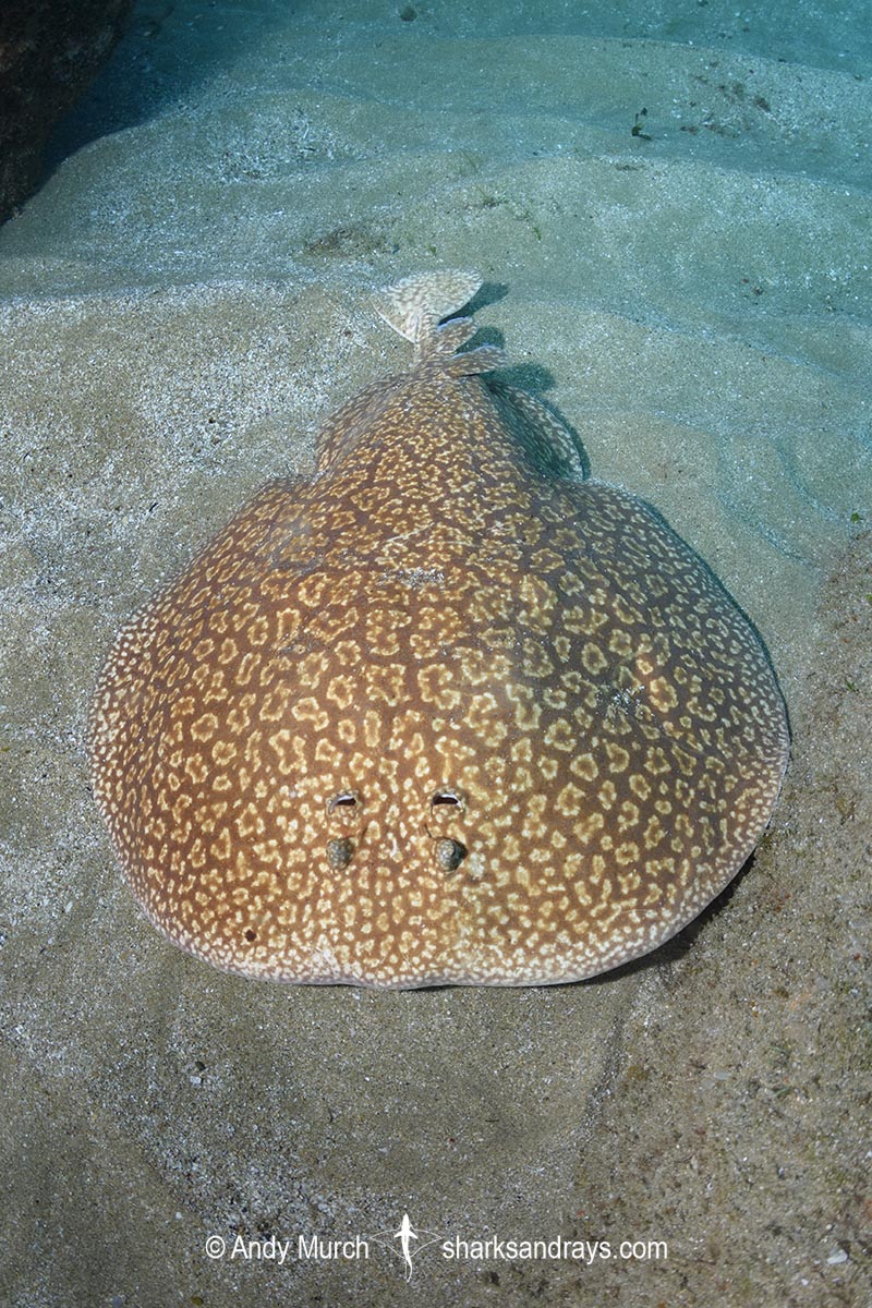 Marbled torpedo electric ray
