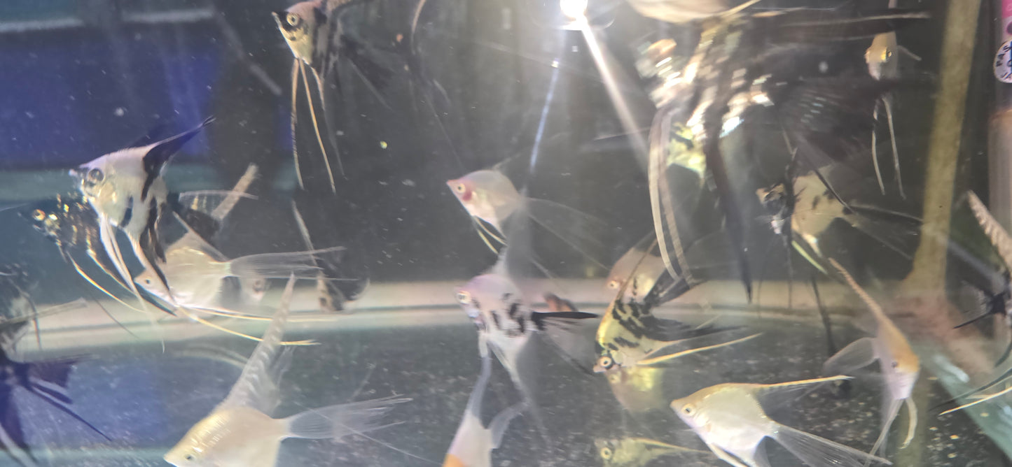 Assorted veil angelfish
