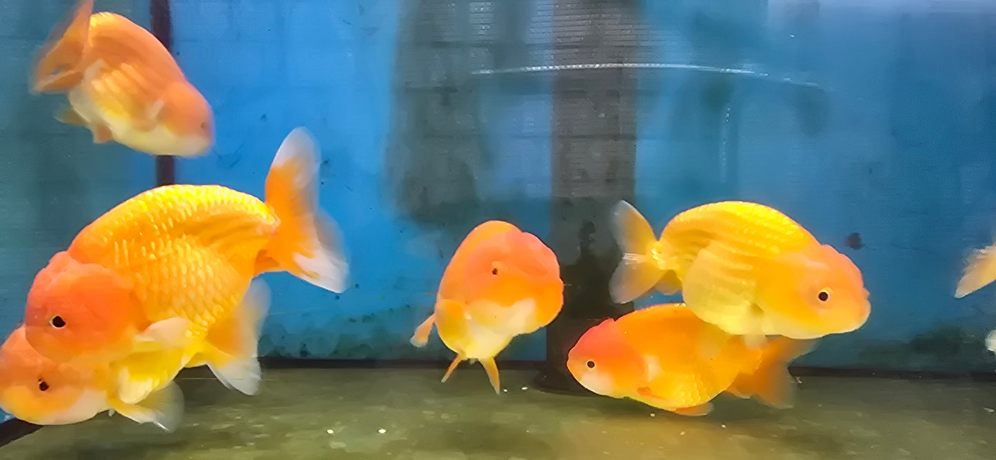 A grade Ranchu goldfish