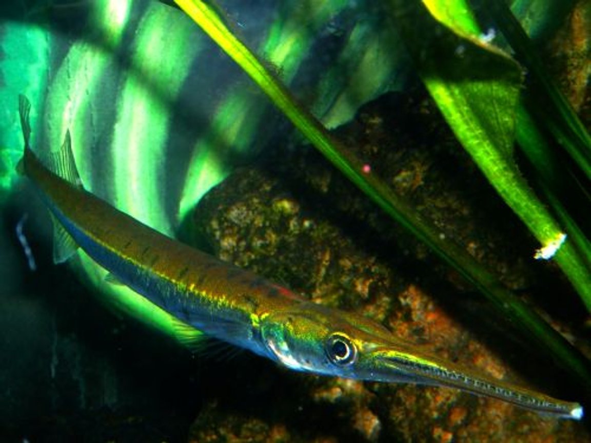 Giant gar