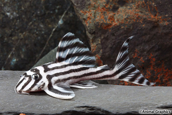 Fancy L pleco