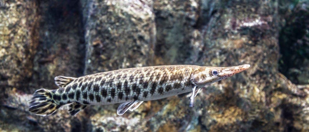 Spotted gar