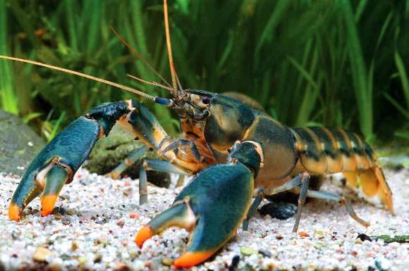 Rare lobsters