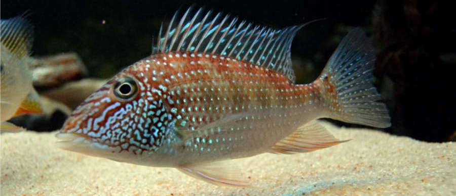 Whitespotted Geophagus