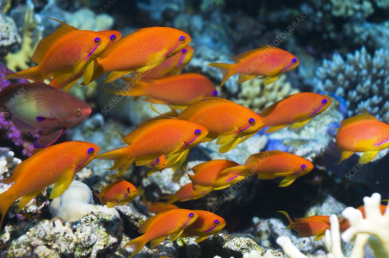Anthias lyretail
