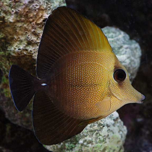 Tang scopas