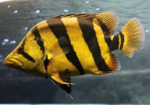Datnoid Siamese tiger